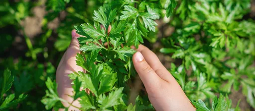 壹蘋派生活美語　一把香菜，兩種世界