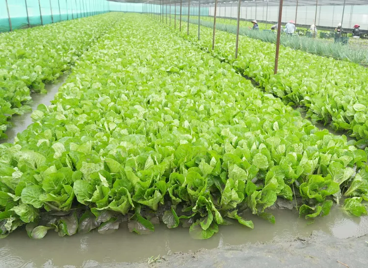 昨晚至今晨強降雨造成二崙等地區多處菜田積淹水,蚵白菜根葉仍有泡水及泥砂痕跡。縣府提供