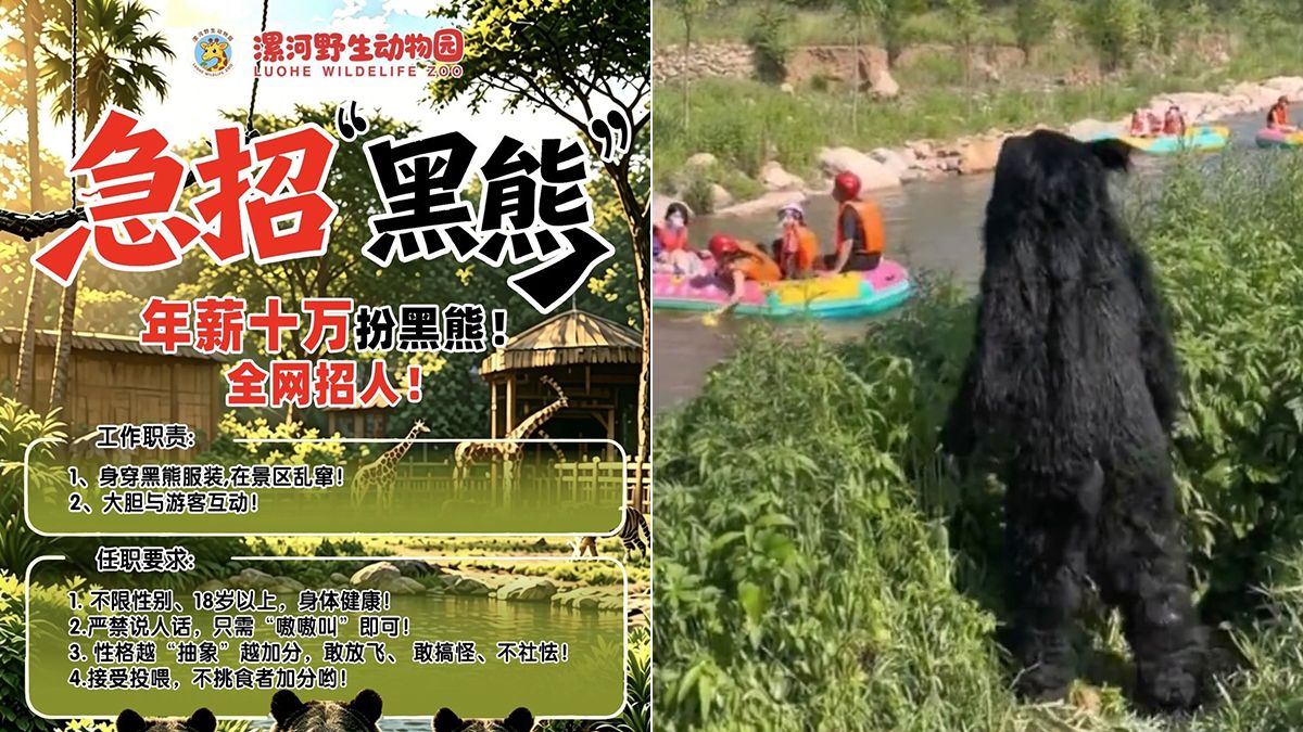 黑熊真是人類工讀生! 動物園徵才海報曝光:年薪47萬嚴禁說人話