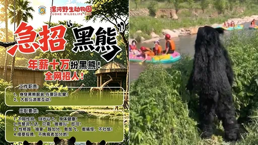 黑熊真是人類工讀生！　動物園徵才海報曝光：年薪47萬嚴禁說人話