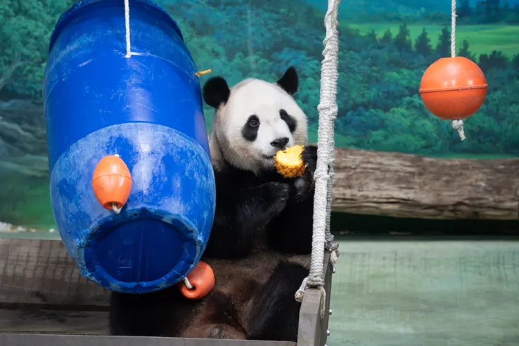 大貓熊「圓寶」6歲生日，動物園打造太空冰蛋糕幫牠慶生。台北市立動物園提供