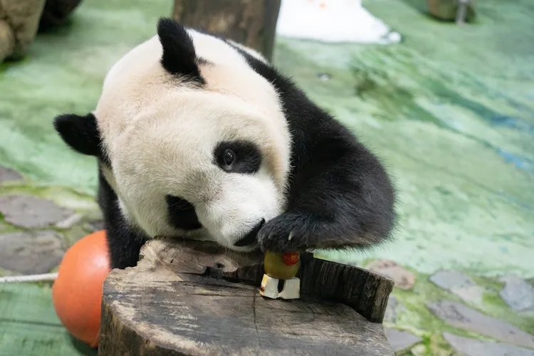 大貓熊「圓寶」6歲生日，動物園打造太空冰蛋糕幫牠慶生。台北市立動物園提供