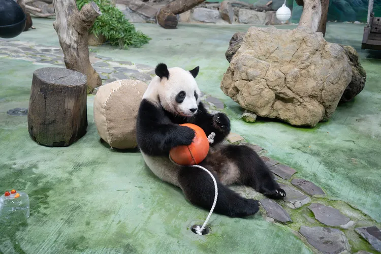 大貓熊「圓寶」6歲生日，動物園打造太空冰蛋糕幫牠慶生。台北市立動物園提供