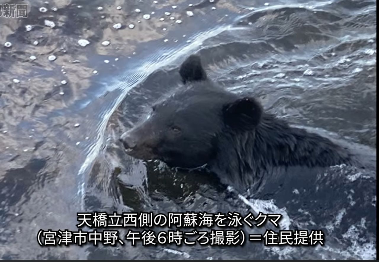 京都天橋立熊暴走!黑熊「下海游泳」直闖住宅區
