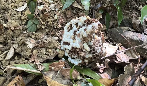 一靠近就遭圍攻！黑腹虎頭蜂現蹤三峽山區　新北公布防蜂秘訣