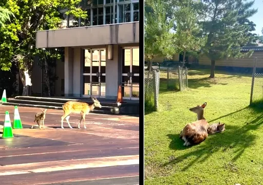 奈良縣立大學破格錄取新生　靠可愛免試入學