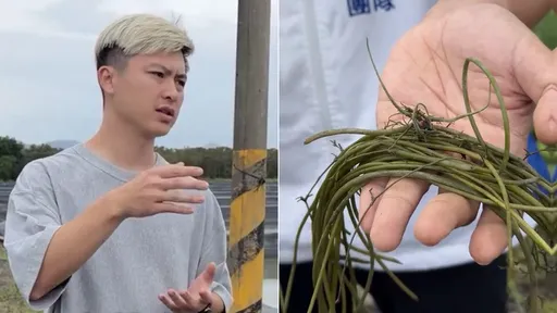 水蓮種水裡為何怕淹水？　柯志恩找美濃青農說原因