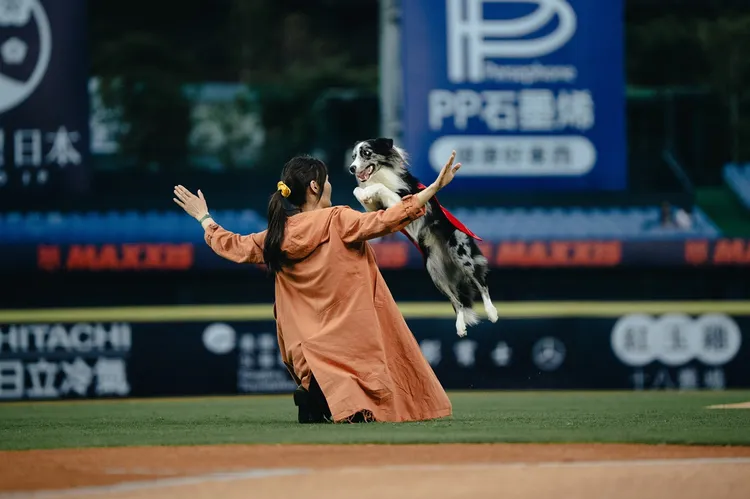 超級可愛的邊境牧羊犬「波特」與金牌訓犬師珺珺登場。華納兄弟提供