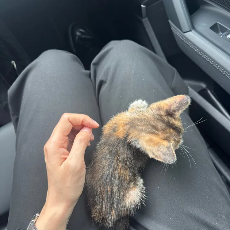 洋蔥夫妻把小貓帶上車，送到動物醫院檢查。翻攝洋蔥IG