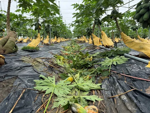 豪雨致災！農損累計超過5千萬　高雄市農業局啟動農畜產現金救助