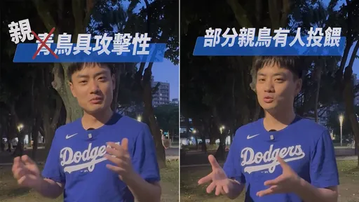 「親鳥」無理由就攻擊人　殷瑋：有些是有人特意餵養的
