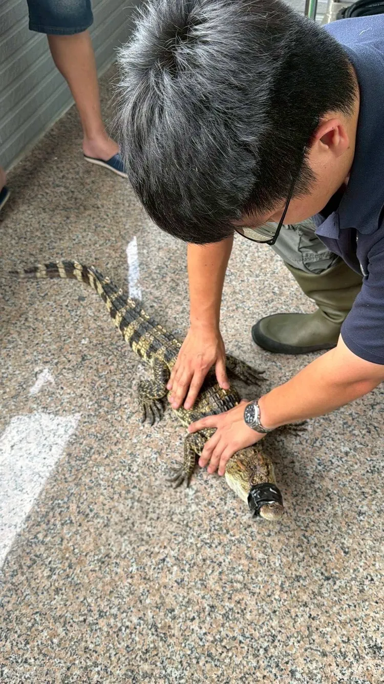 河口鱷。農業局提供