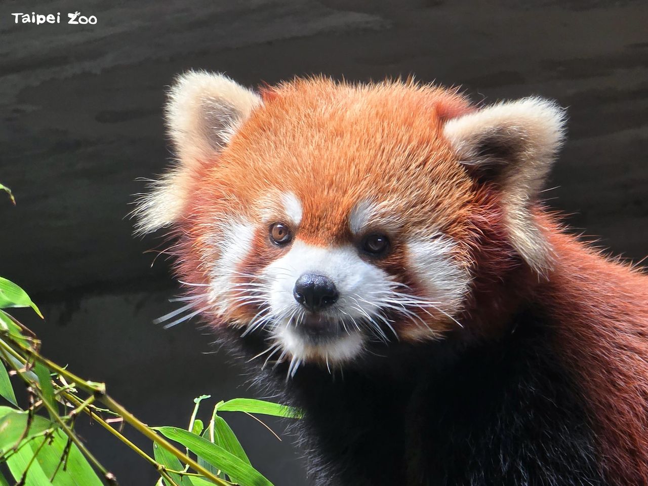北市動物園小貓熊離開台灣!前往新加坡認識新朋友