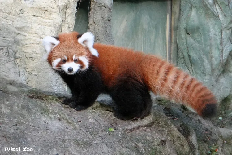 奇奇到新加坡認識新朋友。北市動物園提供