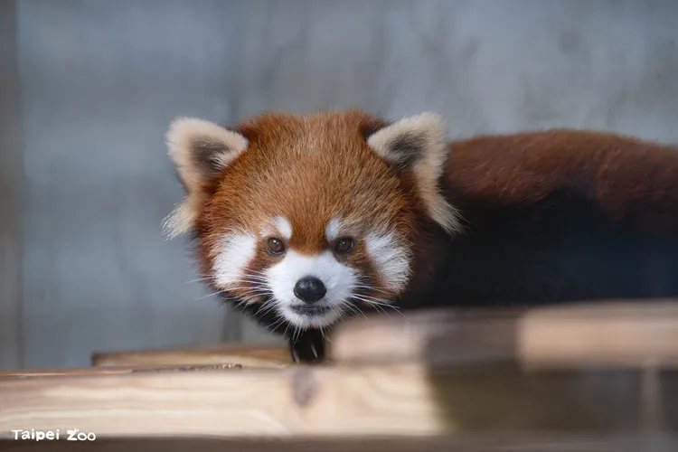 小貓熊奇奇。北市動物園提供