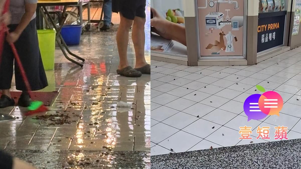 壹短蘋|端午節前暴雨北市變「蟑螂湯底」!還沒颱風季就出包