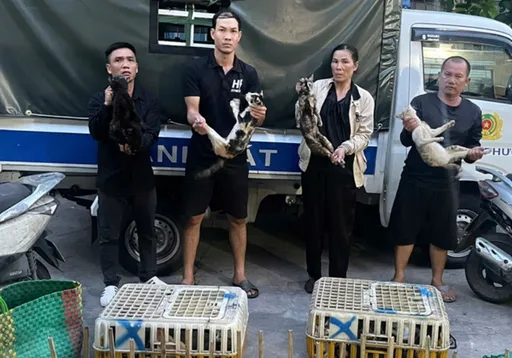 越南警破獲竊貓集團　從刀口下救出逾400貓