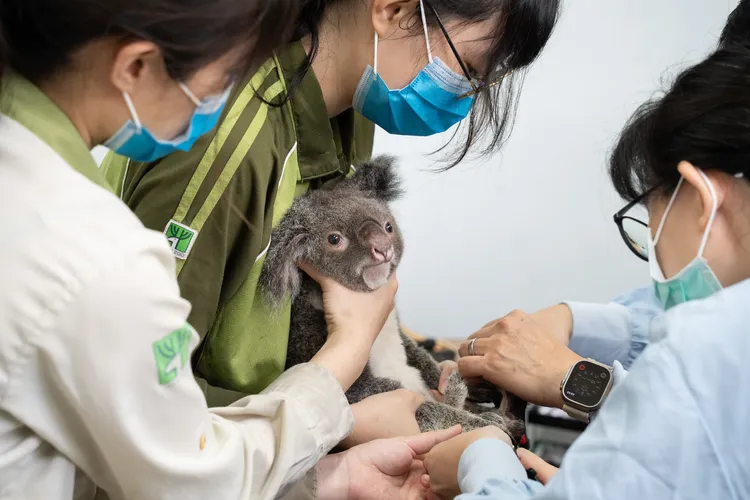 台北動物園歲修中不開放，獸醫師為無尾熊們做基礎健康檢查。台北動物園提供