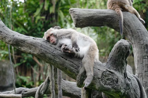 沒有遊客的動物園長這樣！10天歲修放暑假　7/2重新開園
