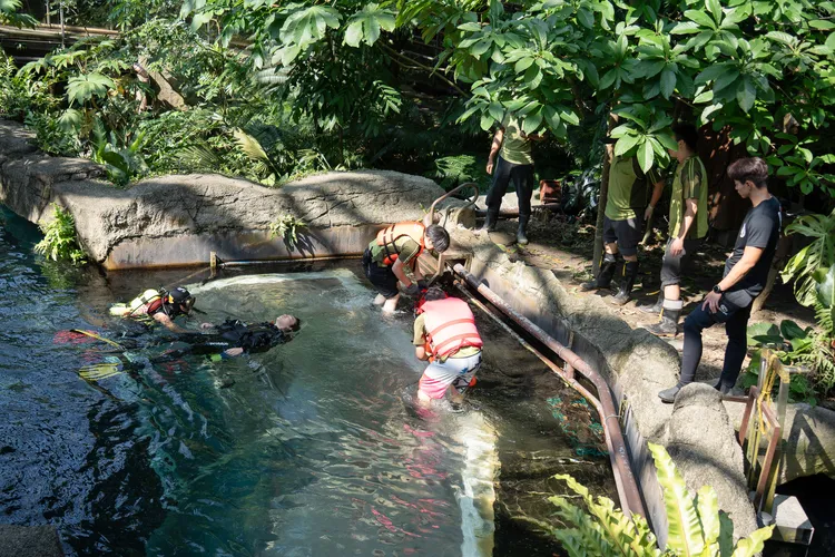 穿山甲館大水池進行潛水人員救援演練。台北動物園提供