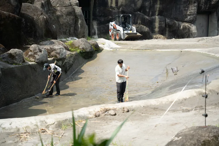 保育員走進巨大的大象水池中清洗。台北動物園提供