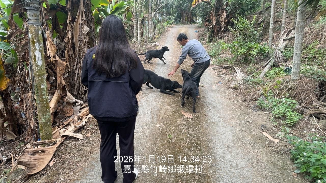 放養犬隻咬死其他寵物犬!飼主遭重罰5萬3千元並移送法辦