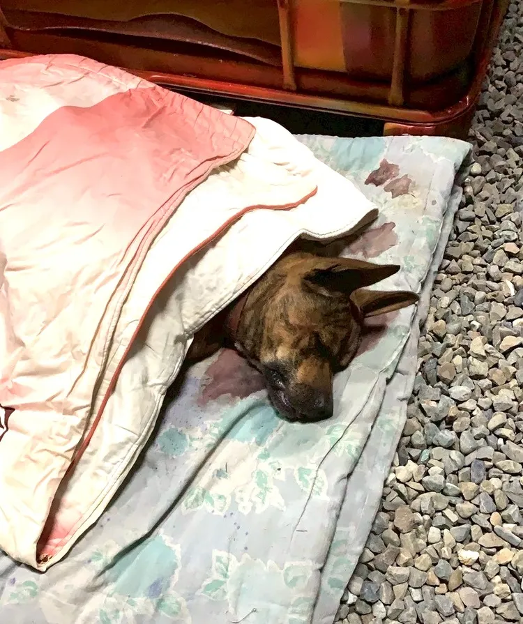 犬群不僅在村里遊蕩，更多次發生咬傷其他家犬。翻攝畫面