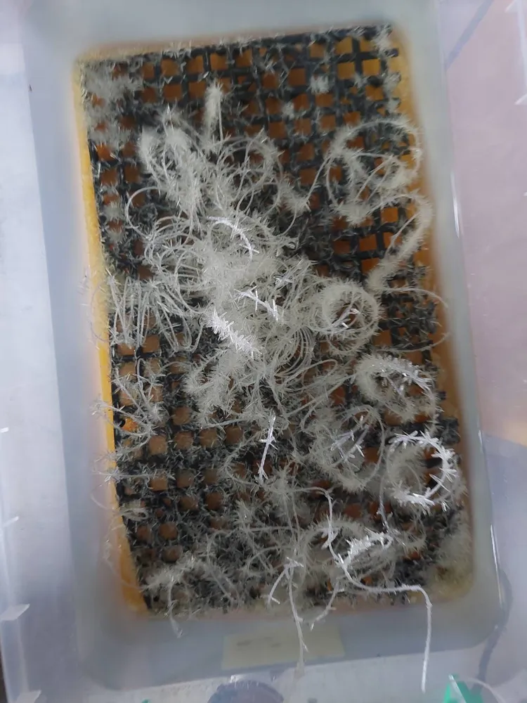 塑膠箱上可見依托咪酯白色結晶成分。翻攝畫面