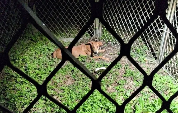 高雄市動保處移除遊蕩犬隻。翻攝畫面