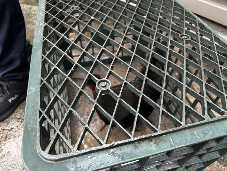 落跑雞被逮。桃園警分局提供