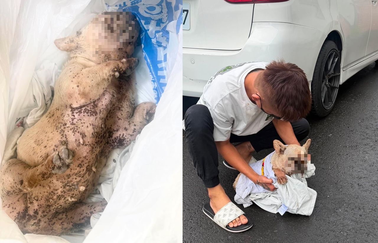 法鬥「貝果」全身爬滿蟲慘死...飼主稱罹失智症、沒虐待 網友怒了屏縣府要追究