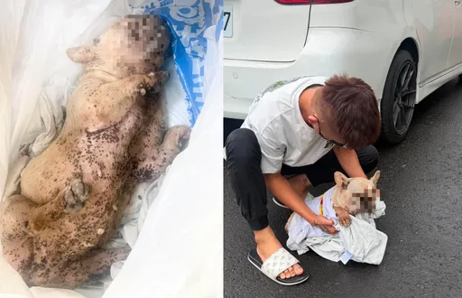 法鬥「貝果」全身爬滿蟲慘死...飼主稱罹失智症、沒虐待　網友怒了屏縣府要追究
