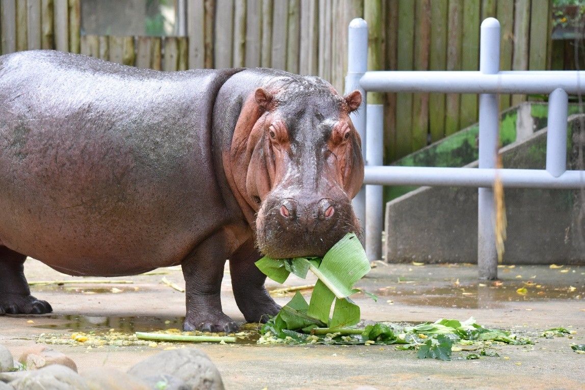 新竹動物園端午派對! 河馬、猛虎、紅毛猩猩各顯神通大啖「動物粽」