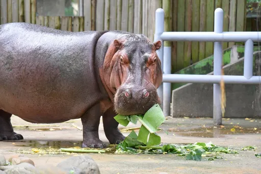 新竹動物園端午派對！　河馬、猛虎、紅毛猩猩各顯神通大啖「動物粽」