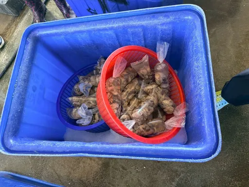 越南牡蠣混充「布袋鮮蚵」！　嘉義劣質盤商涉詐欺、違反食安法起訴