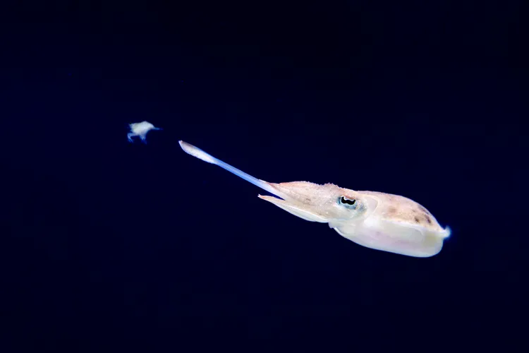 虎斑烏賊瞬間射出觸手捕捉獵物，整個過程不到一秒完成。台中海洋館提供