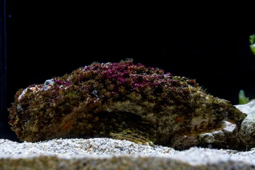你看不見我！海洋「幻術高手」變魔法　台中海洋館端午連假開展