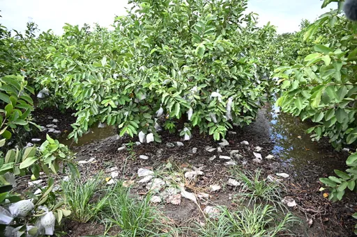 豪雨重創彰化芭樂園！7成花蕊被打落　王惠美盼中央納入救助