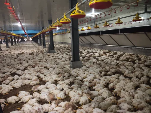 無關颱風！台南養雞場設備跳電　高溫悶壞了4.6萬隻雞一夜暴斃