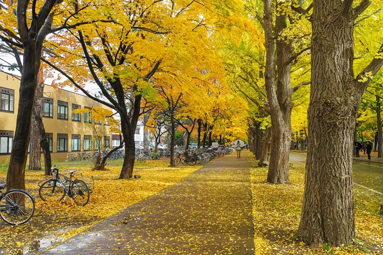 10月下旬進入賞楓季節，可樂旅遊北海道秋季行程限量2萬9888元起。可樂旅遊提供