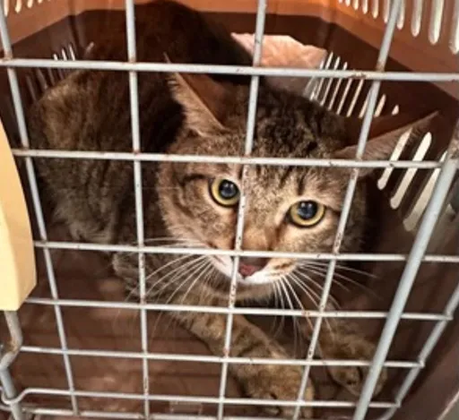 只救值錢品種貓！飼主搬家遺棄2隻米克斯等死　新北重罰11.3萬元