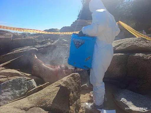 金門海漂豬屍驗出非洲豬瘟「陽性」　卓榮泰急發聲
