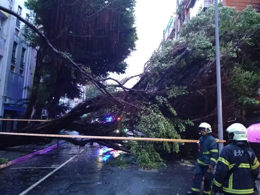 巴威強風！北市18公尺路樹倒塌　壓毀下方6機車