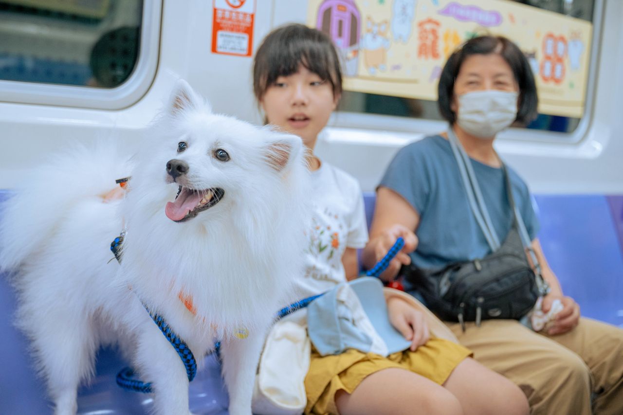 毛孩準備上車!桃捷「寵物友善列車」8/2限定 免報名兜風趣
