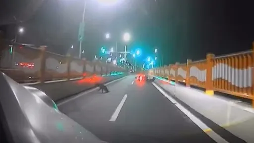 機車閃避犬隻自摔！汪汪叫兩聲就逃命　騎士傷勢曝光