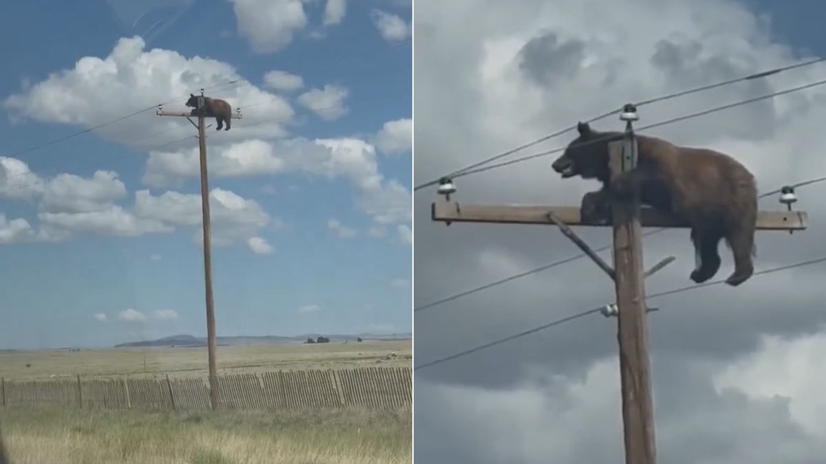沒看錯!電線桿頂端有頭熊 專家救不了結果牠被電死了