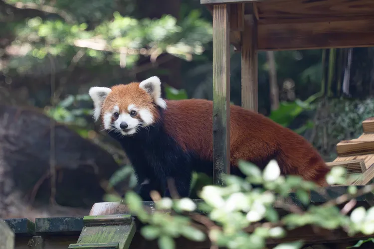 小貓熊戶外活動場提供多元活動空間。北市動物園提供