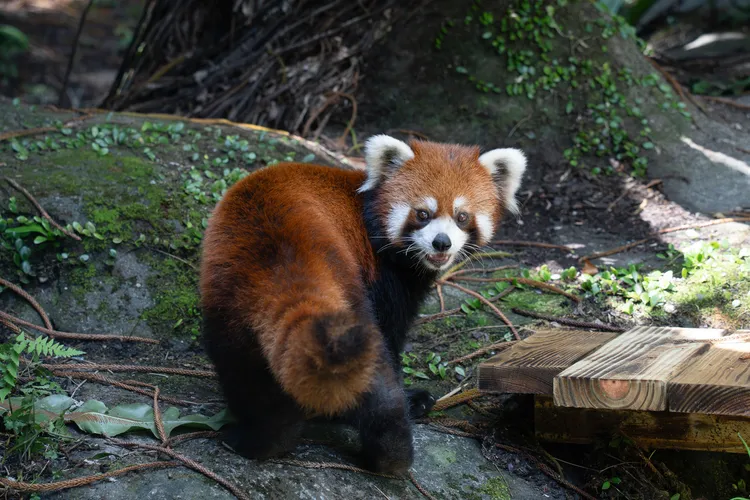 來自上海動物園的雄性小貓熊樂樂今年三歲。北市動物園提供