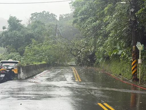 新店路樹倒塌扯斷電線　變電箱也爆了...台電搶修中