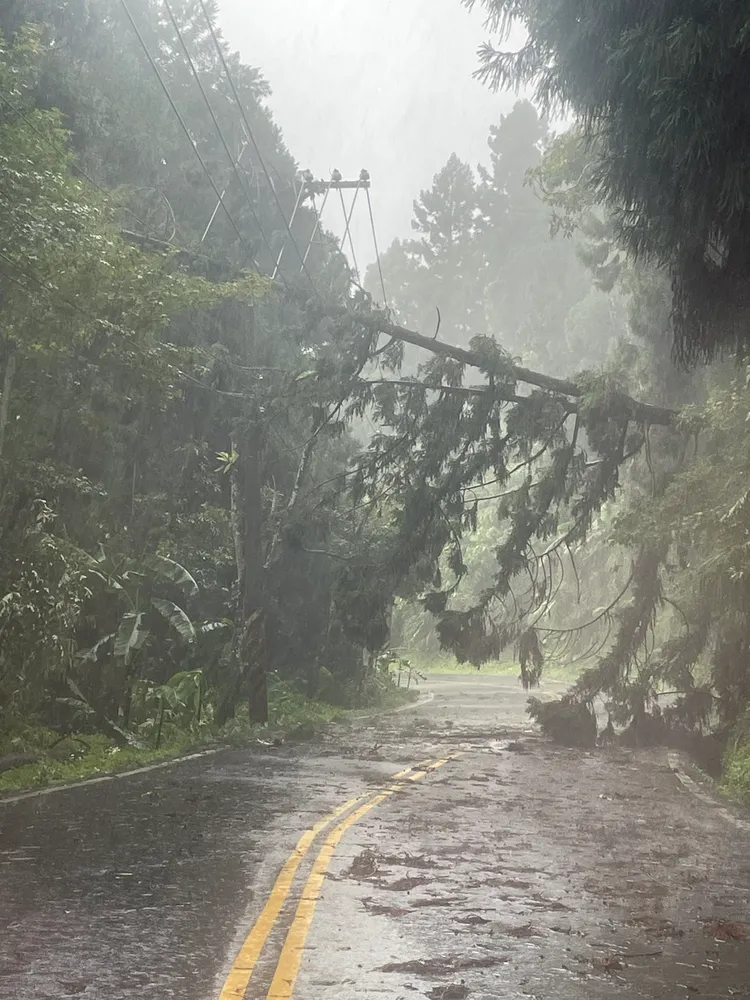 竹山、鹿谷也有多處樹木倒塌毀損電力設施。台電提供